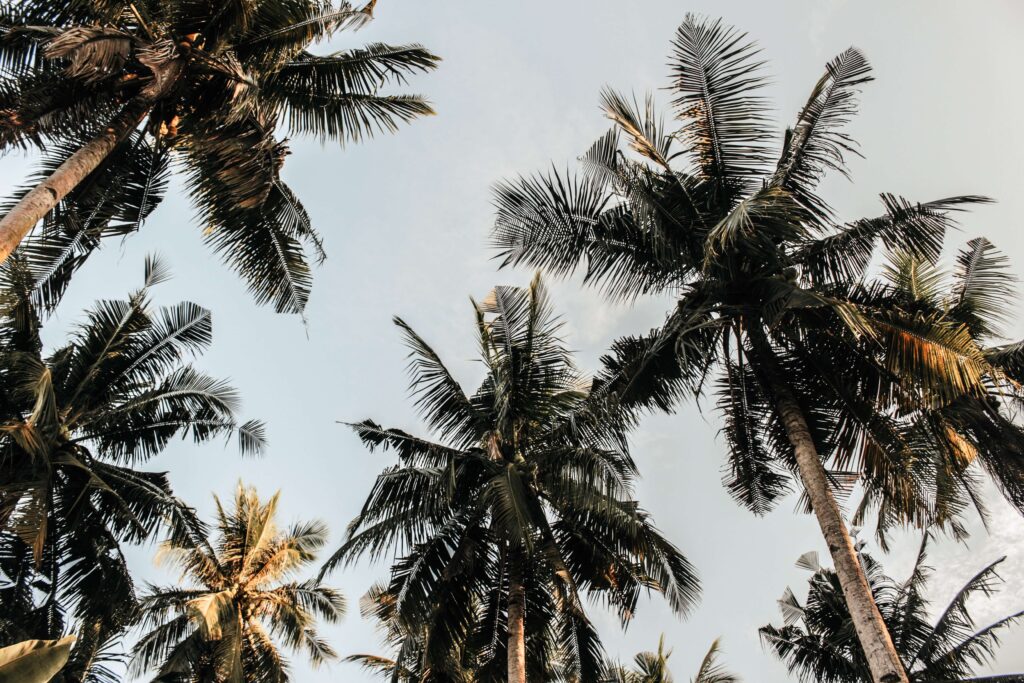 Living in Costa Rica image of palm trees looking toward sky